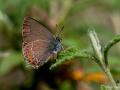 Satyrium ilicis (Büyük Sevbeni)